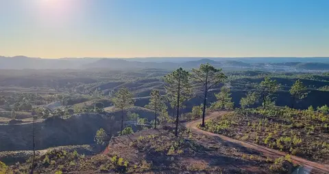 Replantación de Atalaya