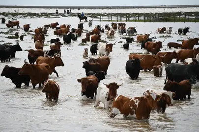 Rescate de ganado de Doñana (Reportaje Gráfico: Ayuntamiento de Hinojos)