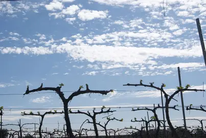 viñas Condado de Huelva en brotación