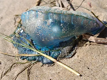 Ejemplar de carabela portuguesa en Punta Umbría
