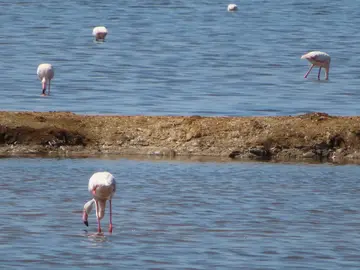 Imagen de paraje natural Marismas del Odiel