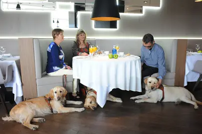 Perros guía.