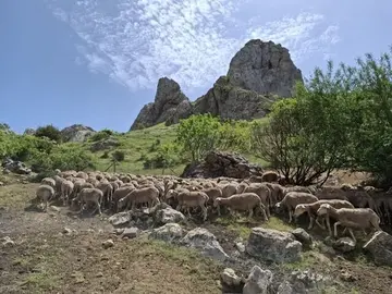 Caminos trashumantes.