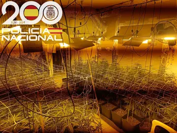 Imagen de la plantación de marihuana.