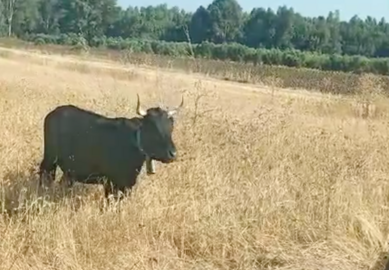 Vacas breavas en el Camino del Río.