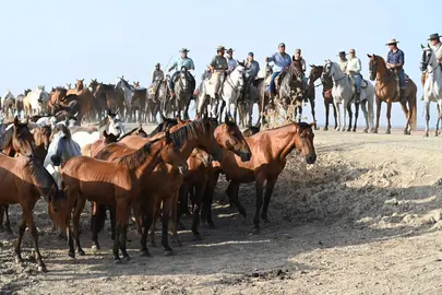 Recogida de las Yeguas en Hinojos. / Fotografía: Diputación Provincial.