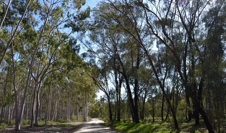 Eucaliptos del Arboreto de 'El Villar', en Huelva