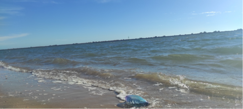 La carabela portuguesa llegando a la orilla