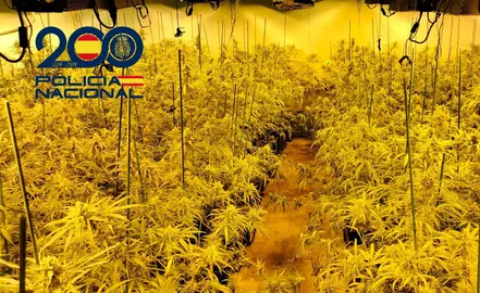 Plantación de Marihuana.