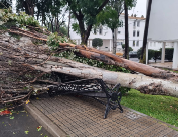 Imagen de un árbol caído en Cartaya. / Fotografía: Ayuntamiento de Cartaya.