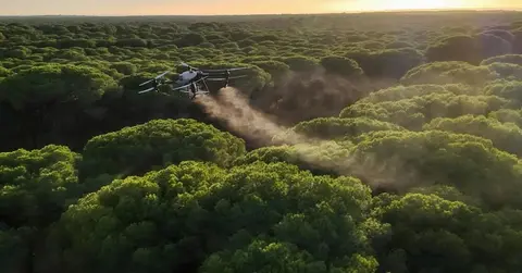 Procesionaria en los pinos.
