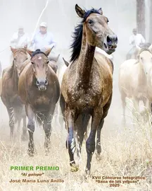 Cartel de la Saca de las Yeguas 2026.