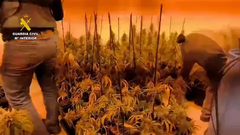 Plantaci&oacute;n de Marihuana.