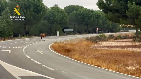 Equinos sueltos por la carretera.