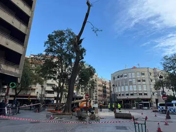 Revisi&oacute;n de los &aacute;rboles en Huelva.