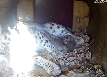 Utop&iacute;a con sus cachorros.