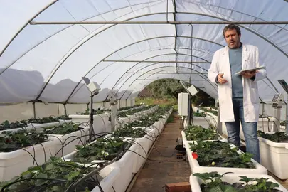 proyecto-bioestimulantes-algas-fresas-002