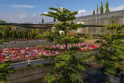 Plantaci&oacute;n de flores en Huelva capital.