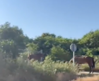 Caballos sueltos en Bonares