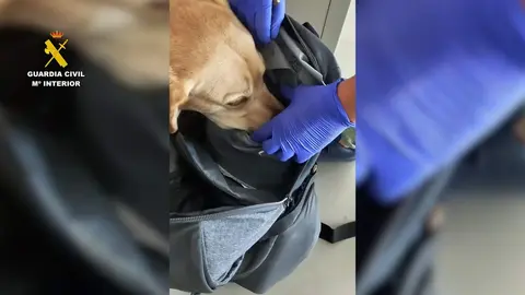 Un perro huele la droga incautada.