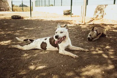 Centro acogida animales