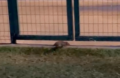 Imagen de una rata en Rociana.