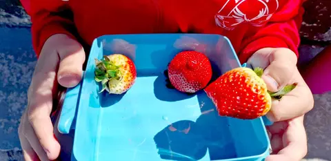 Fruta colegio