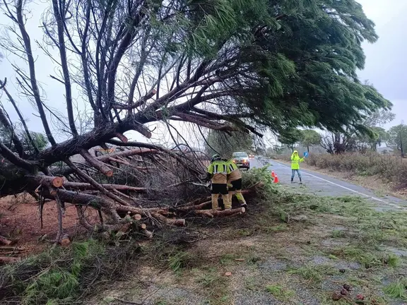 Árbol tumbado por el viento