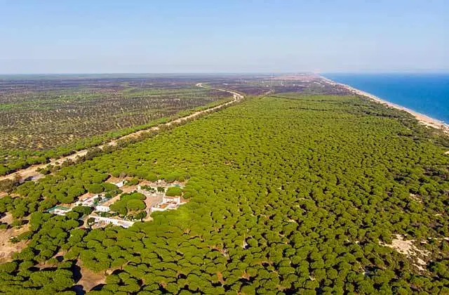 Pinares de Doñana