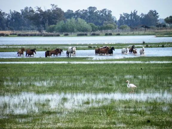 Caballos en el &aacute;rea de Do&ntilde;ana
