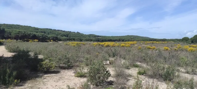 Laguna del Jaral, seca