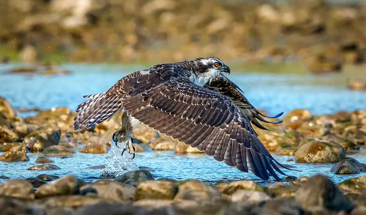 Águila pescadora / Fotografía: Junta de Andalucía.
