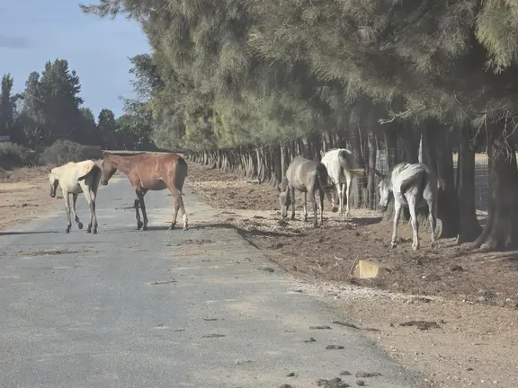 Equinos sueltos por las carreteras de Huelva el pasado 4 de septiembre.