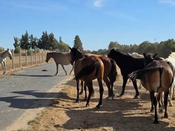 Equinos sueltos por las carreteras de Huelva el pasado 4 de septiembre.