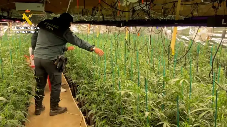 Plantación de Marihuana en Bonares.