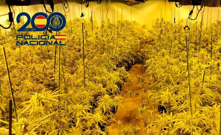 Plantación de Marihuana.