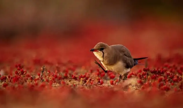 ‘Rojo Vivo’, de Francisco Romero