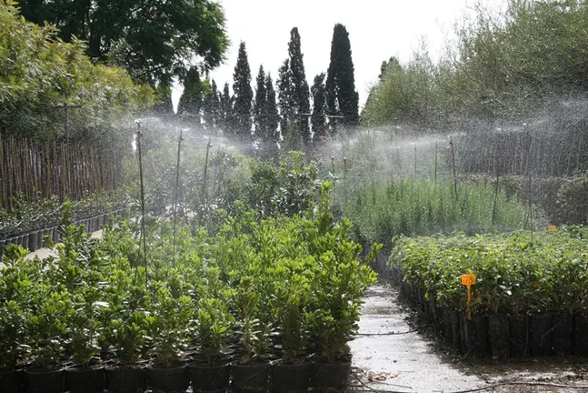 Campaña árboles en Diputación.