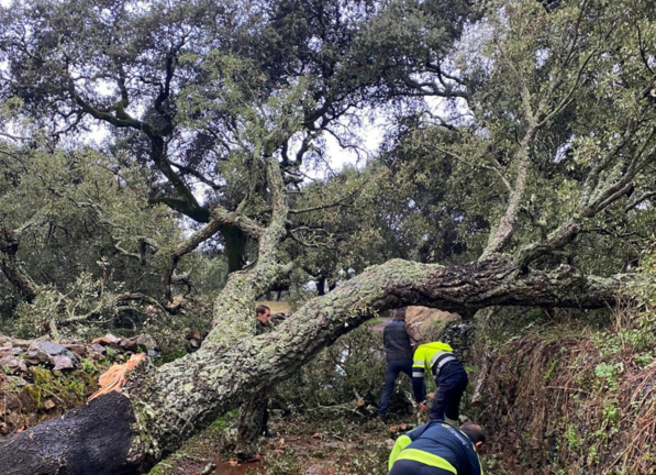 Un árbol caído en Higuera de la Sierra.