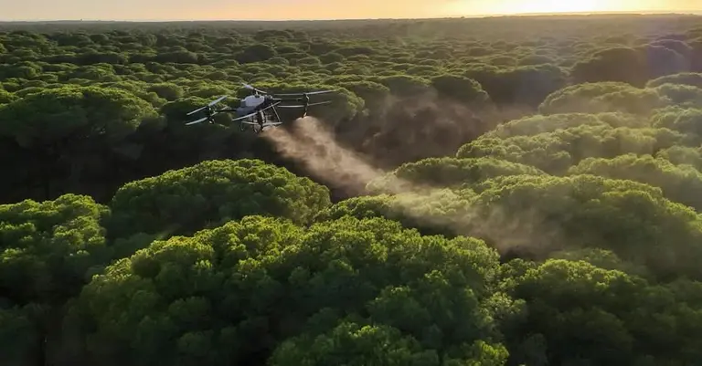 Procesionaria en los pinos.