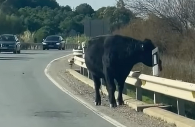 Un toro suelto en la carretera de Lucena del Puerto a Moguer.