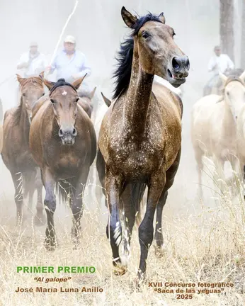 Cartel de la Saca de las Yeguas 2026.