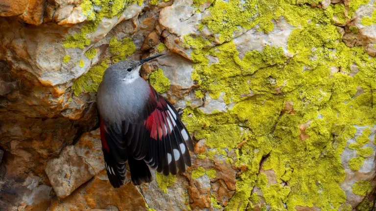 Ejemplar de treparriscos