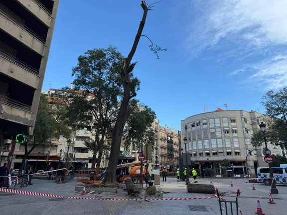 Revisi&oacute;n de los &aacute;rboles en Huelva.