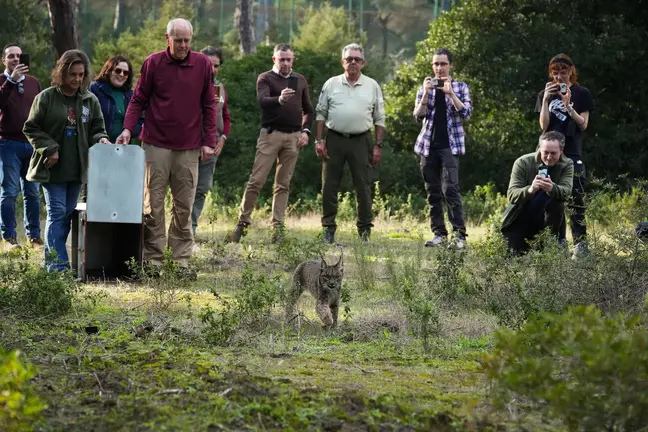 Suelta de un lince en Do&ntilde;ana.