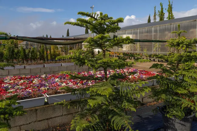 Plantaci&oacute;n de flores en Huelva capital.