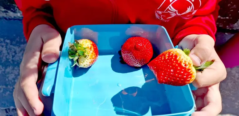 Fruta colegio