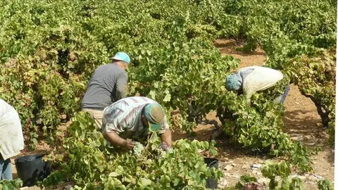 La agricultura envejece de manera preocupante
