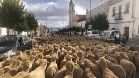 Movimiento de ganado en la Sierra