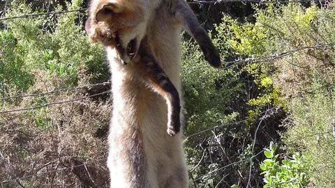 Zorro en lazo PN S. Grazalema